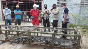 Buaya Panjang 2 Meter di Karimun Ditangkap Warga