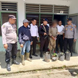 Tanam Ganja Di Polybag, Seorang Buruh Diamankan Satresnarkoba Polres Pasaman Barat